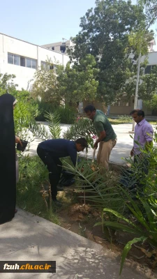 کاشت نهال انبه در پردیس