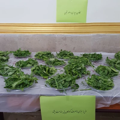 برگزاری جشنواره غذای سالم  5